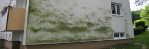 Grünalgenbefall an einer Hausfassade