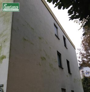 Grünalge an der Fassade